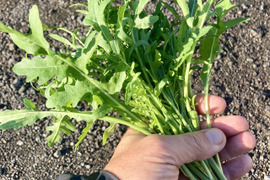 【最短即日出荷】ワイルドルッコラ（ルッコラ セルバチカ）250g