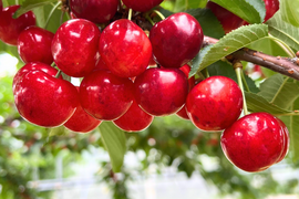 【300円引き中】【チルド便】採れたて さくらんぼ 甘い 旬1200g 佐藤錦  紅秀峰 秋田県産 サクランボ  家庭 贈答 三関 8パック 家庭用 お中元 ギフト さくらんぼ 家庭用
