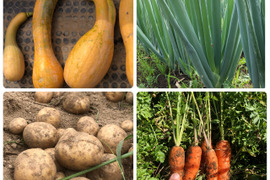 ※数量限定【農薬・化学肥料不使用栽培】農園おまかせ　旬の野菜セット