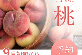 【 🍑新春大特価予約🍑 】【 30箱限定 】【 3000件突破‼️大人気‼️お試しに 】【 🍑川中島白桃•家庭用🍑 】山形県天童産 桃 3.0k 【 果肉ジューシー 】さくらんぼとご一緒に！