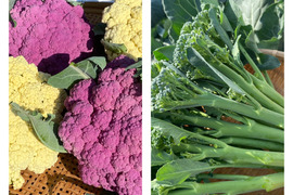 スティックセニョールとカリフローレのセット