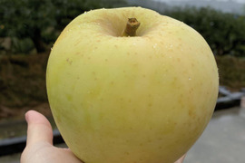 数量限定!お試しに!シナノゴールド【お得なご家庭用約3kg】シャキッと!爽やかな甘み!奈良県産