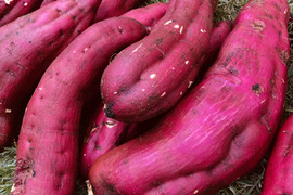 訳あり＊紅あずま5kg＊栽培期間中農薬化学肥料不使用