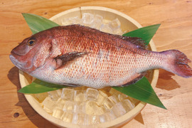 【冷蔵】沼津産真鯛 約1.2kg 1尾（ウロコ・内臓除去済み）トロ真鯛 鮮魚