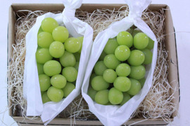 【家庭用】長野県産　シャインマスカット1.1kg 2房入り