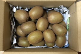 甘味・酸味のバランス◎山梨県産キウイフルーツ（ヘイワード）1.75〜1.8kg