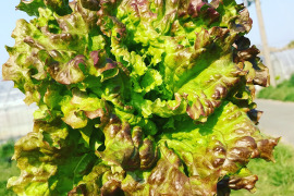 ふんわり美味しい【サニーレタス1キロ】