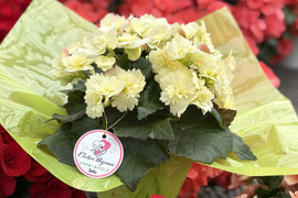 【贈答用】淡いレモンイエローの花弁が可愛い希少品種！エラチオールベゴニア【デイジーフリンジ】4.5寸