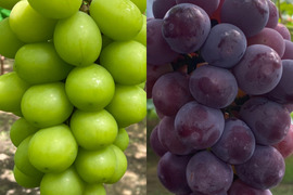 【赤秀】岡山県産ぶどう人気2種セット｜シャインマスカット＆ピオーネ1.2kg（600g×2）