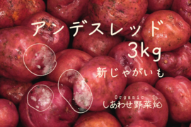 うまみと甘み　有機新じゃがいも 3kg｜アンデスレッド