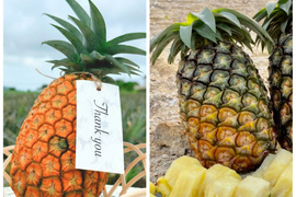【石垣島産】希少パインと大人気パインのお得な食べ比べセット!!サンドルチェ1玉・ジュワリーパイン2玉