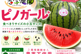【広島県福山市産】子どもと育てた種ごと食べられる小玉スイカ「ピノガール」1玉　栽培期間中農薬不使用