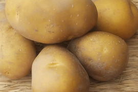 インカのめざめ 500g(3-7個程度)【新じゃが】