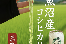 魚沼市で作った美味しいお米 精米 魚沼産コシヒカリ 5kg  魚沼市 令和7年産