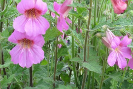 2個セット  レーマニア エラータ イングリッシュガーデン 花苗 多年草 宿根草