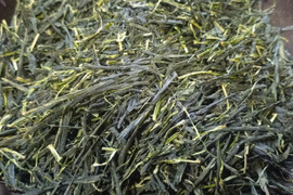 かぶせ茶（2026）やぶきた 加茂自然農園のお茶　お茶・茶葉　農薬・肥料不使用　緑茶