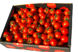 【塩トマトのようなフルーツトマト】ソムリエミニトマト　ダイヤ２kg（９０玉～１５０玉）
