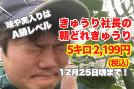 【味や実入りはA級品】きゅうり社長の朝どれ新鮮きゅうり！埼玉本庄産／不揃い訳あり／常温配送5㎏（25〜30本）