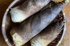 [送料500円引]筍 たけのこ3kg 糠と唐辛子・木の芽付
