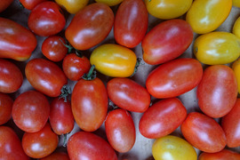 露地栽培　ミニトマト（アイコ）900g ♪特価♪限定1セット　【農薬不使用】