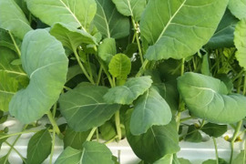 柔らかく苦みが少ない！「ソフトケール」500g