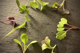 プロ向け業務用にもご使用できます！
有機栽培マイクロリーフMIX！味が濃く、何度も食べたくなる！ミシュランシェフも御用達！100gパック