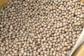 【鳥取県産】むかご 10kg Mサイズ(1cm程度) 長芋 ねばりっこ とっくり芋