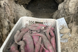 洞窟さつまいも　べにはるか　10kg  　熟成1ヶ月