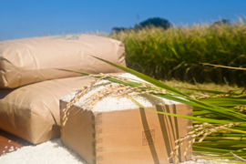 【令和7年産新米】埼玉県産コシヒカリ 5kg 精米 農家直送