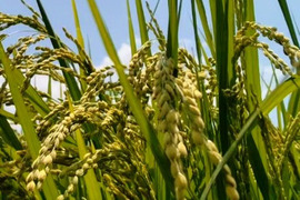 【新米】一等米【精米4kg（2kg×2袋）】特別栽培米コシヒカリ【80サイズ】令和5年産・有機・ 低農薬（80％以上削減）