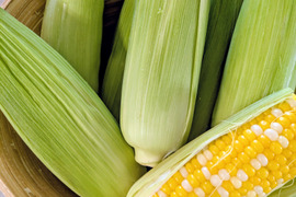一足早く沖縄からお届け！スイートコーン8本(約1.5〜1.8kg)