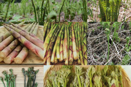 ＜開けてからのお楽しみ＞朝どれ直送天然山菜セット700g
