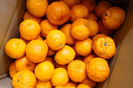 愛媛県産ポンカン 訳あり 10Kg