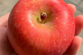 濃厚な甘みのりんご 「こうとく」（B品2㎏）