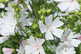 2個セット ムスクマロー アルバ ホワイトガーデン 宿根草 多年草 花壇苗