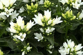 2個セット カンパニュラ グロメラータ ベルフルールホワイト ホワイトガーデン イングリッシュガーデン グランドカバー 花苗 多年草 宿根草