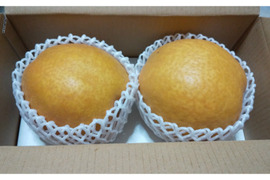 【冬ギフト】鳥取県産　王秋 梨 2玉入り（約1.6kg）