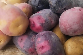 【メール便不可】 グラウンドペチカの通販｜食べチョク｜産地直送(産直)お取り寄せ 野菜