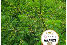 【特別栽培】和歌山県産　甲州小梅(2.5kg)
