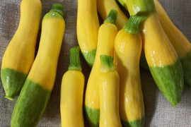イタリア品種のズッキーニ 約10本