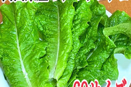 箱いっぱいほ岡山県産のチマサンチュ