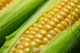 【父の日ギフト】朝どれ新鮮　味来　とうもろこし１２本