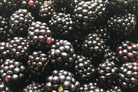 完熟手収穫　冷凍オーガニックブラックベリー 500g×2袋