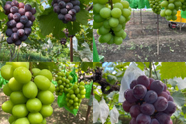 【数量限定】ぶどうお試しパック450g×4（シャインマスカット2房お約束‼︎）