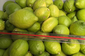同梱用(単品で注文するとキャンセルいただきます)日替わりもぎたてグリーンレモン限定1kg558円【ポスト便送料にしてますが、 918 ー360円してあり送料実質ゼロです 同梱可能か事前質問が安心です