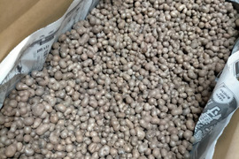 【訳あり】むかご 10kg (型崩れ) 長芋 ねばりっこ とっくり芋 鳥取県産