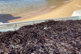 瀬戸内の冬牡蠣だけじゃない旬たっぷり詰まった5種7点７５０ｇひじき、小魚3種！！ギュッ25年アワード1位の石野水産【福袋】　大人気生ひじき入り冷凍便（特記事項に書くと出来立て直送します）