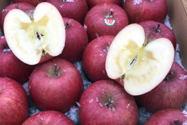 青森りんご　甘酸適和でりんごの代名詞、サンふじ　家庭用　5キロ