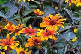 2個セット ヘリオプシス バーニングハーツ イングリッシュガーデン カラーリーフ 花苗 多年草 宿根草