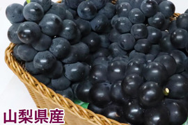 ブラックビートの通販｜ぶどう｜食べチョク｜産地直送(産直)お